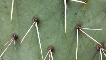 How to remove cactus needles (including ones stuck in your throat)