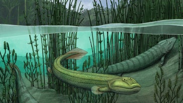 Tiktaalik’s ancient cousin decided life was better in the water