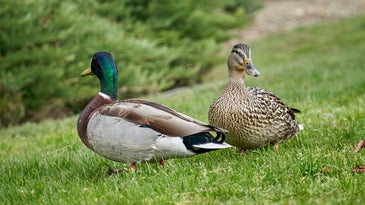 Don’t feed ducks bread. Here’s what to give them instead.