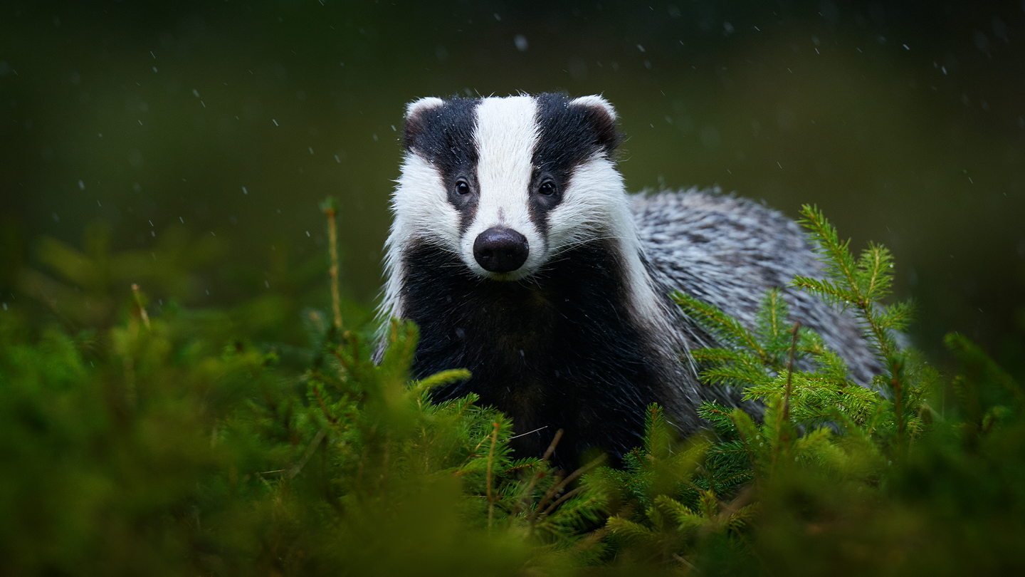 A badger in a forest on a rainy day.
