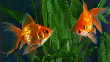 Goldfish learned to drive tanks on wheels—and that’s not even the best part