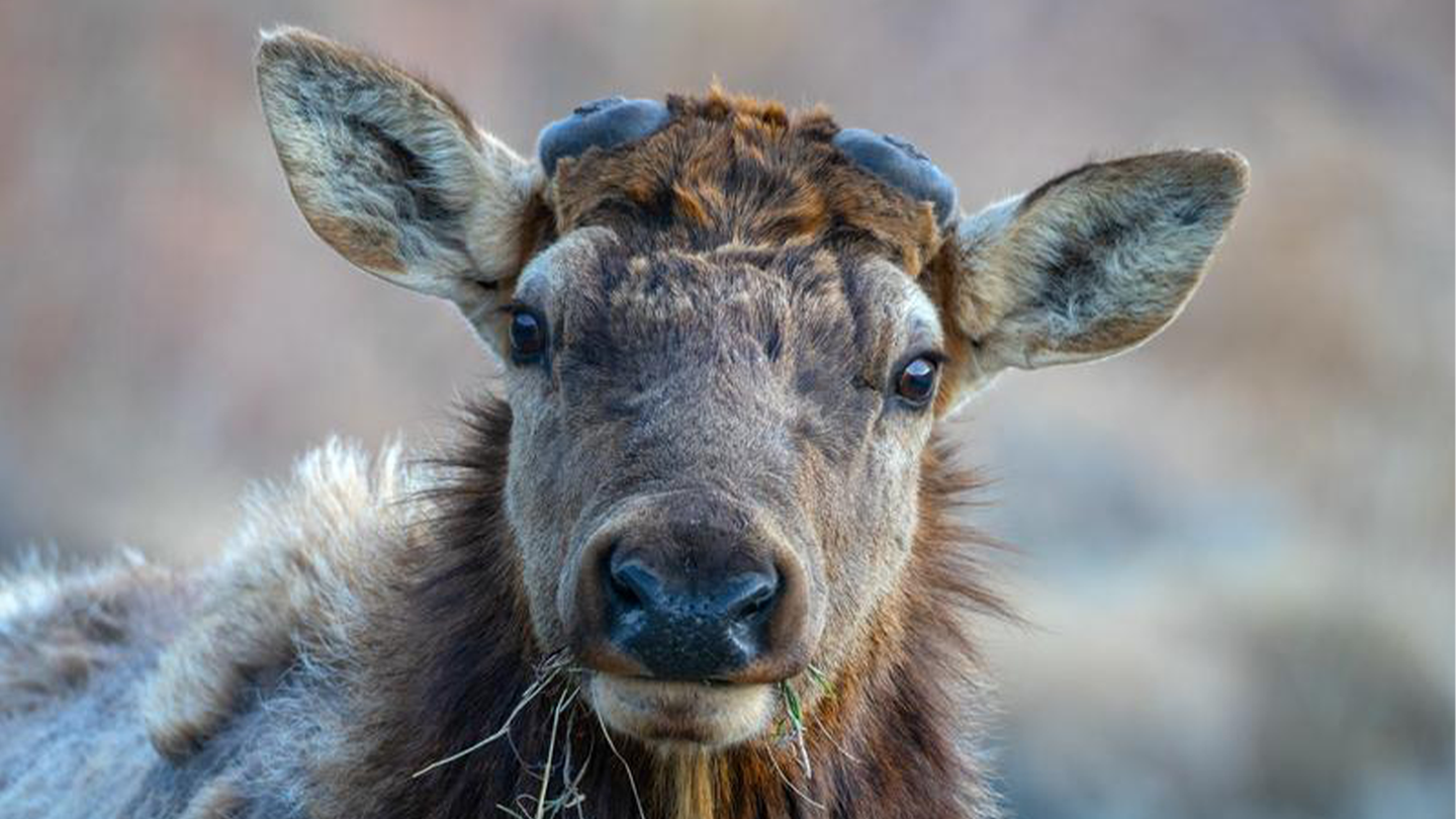 An elk grazing in Grand Teton National Park in Wyoming.