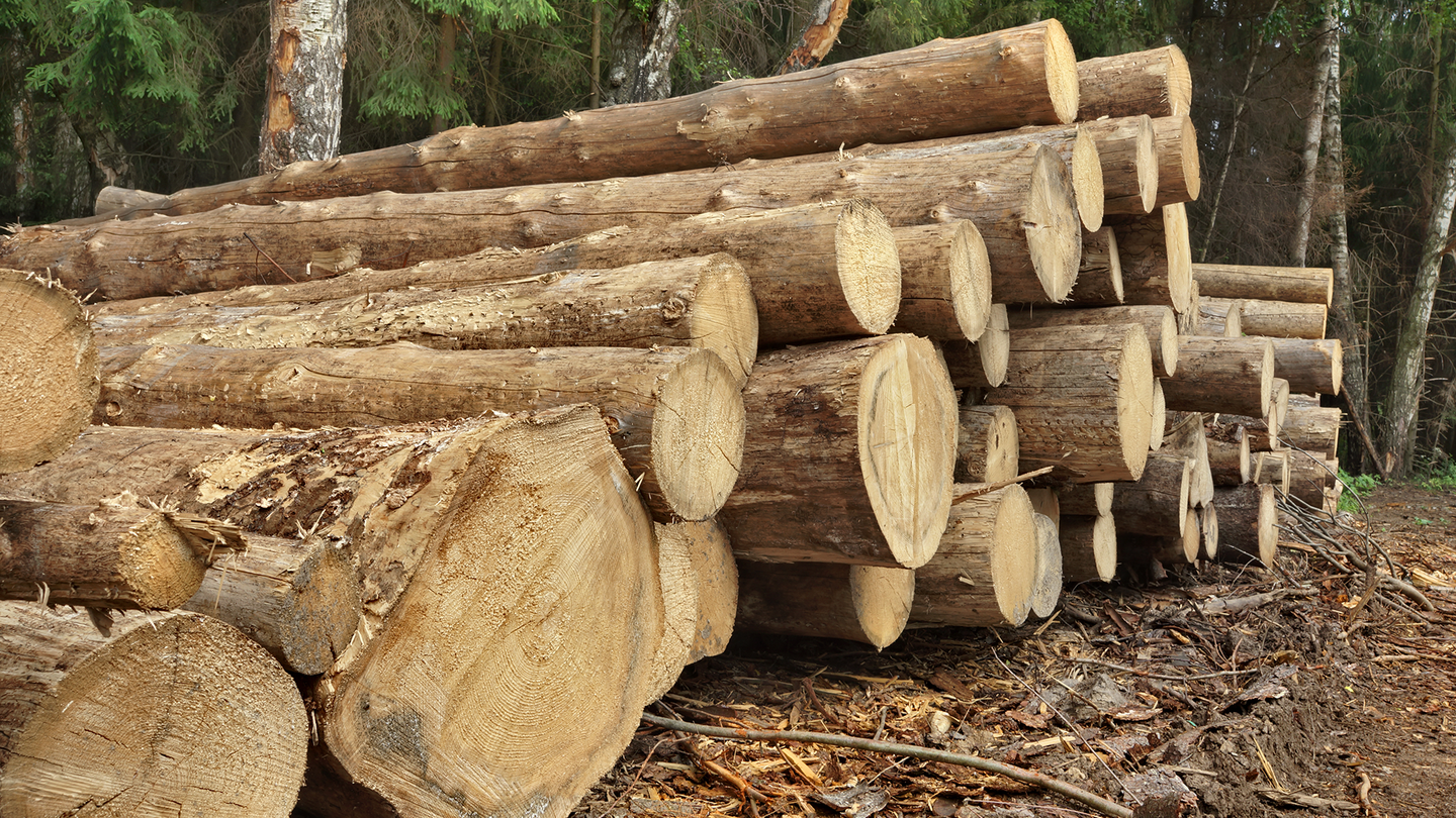 a big pile of logs