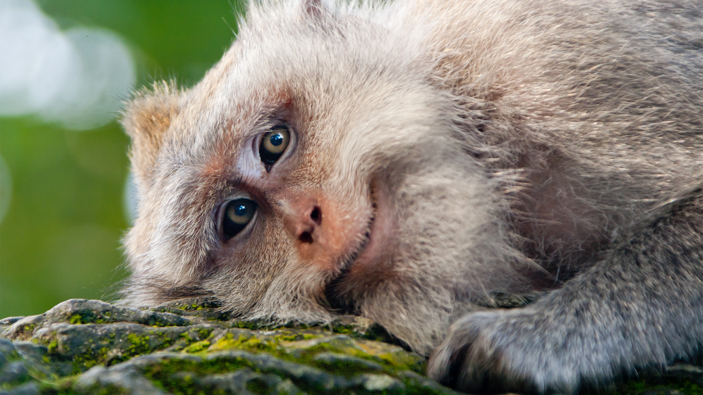 A monkey laying on a tree smiling.