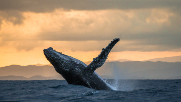 Sunken whale carcasses create entire marine cities on the ocean floor